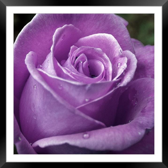 Purple Rose Framed Mounted Print by Mark Battista