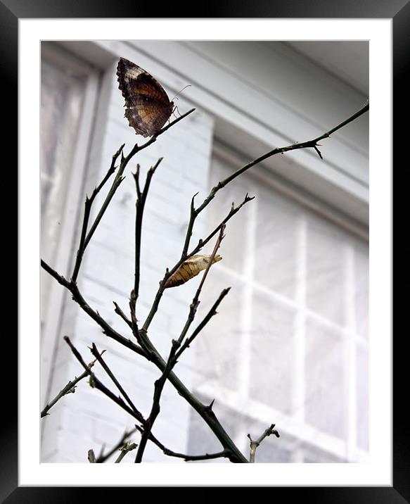 Do you think It's metamorphosis? Framed Mounted Print by Mark Battista