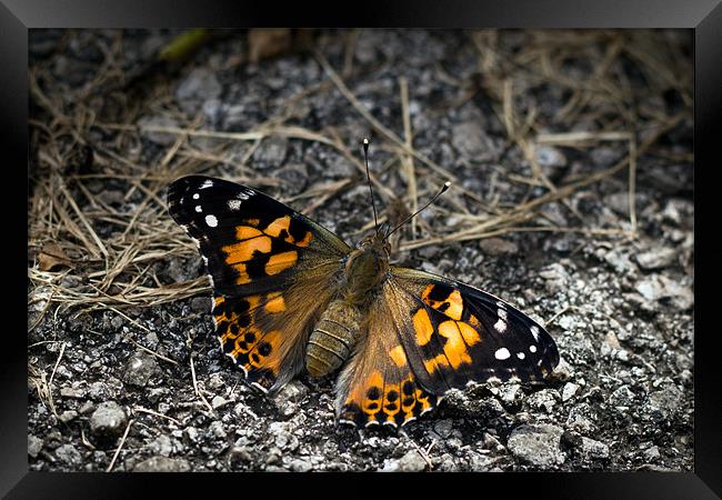 'Painted Lady' Framed Print by Mark Battista