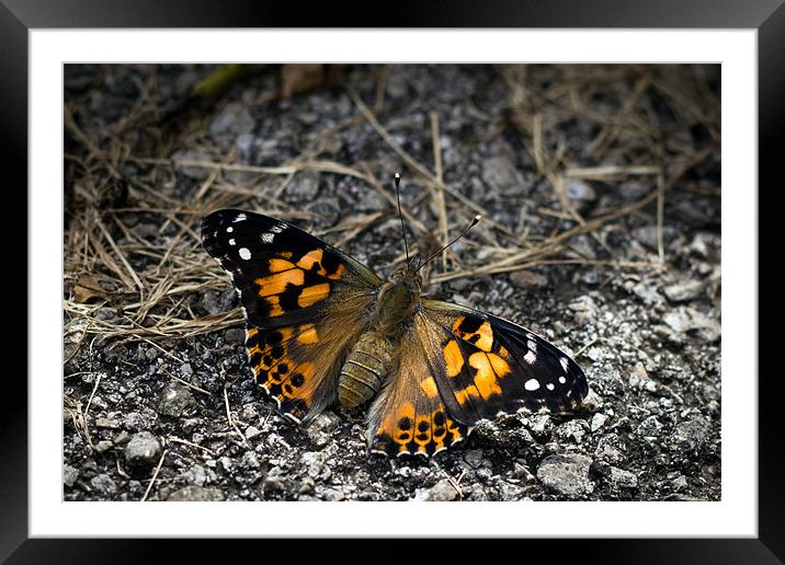 'Painted Lady' Framed Mounted Print by Mark Battista