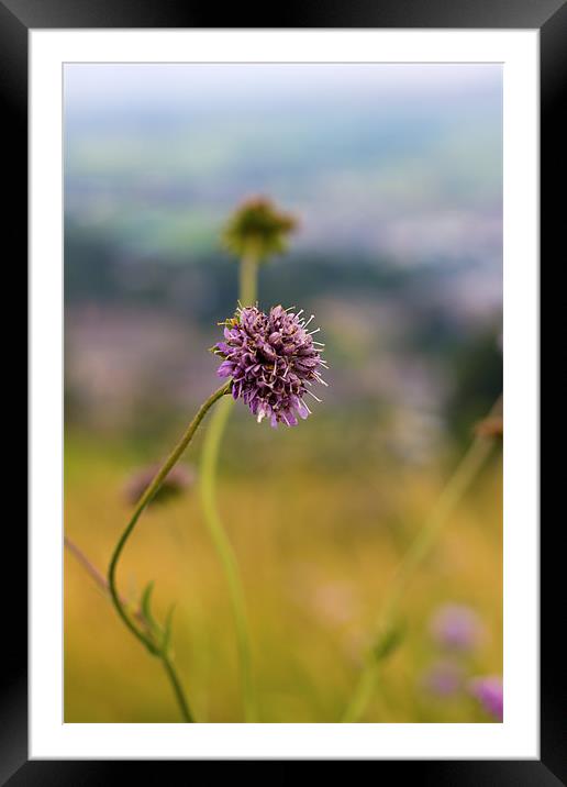Wild Flower Growing Into Foreground Framed Mounted Print by Mark Battista