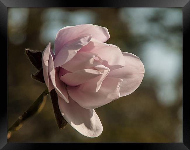Pink magnolia bloom in spring Framed Print by Jackie McKeever