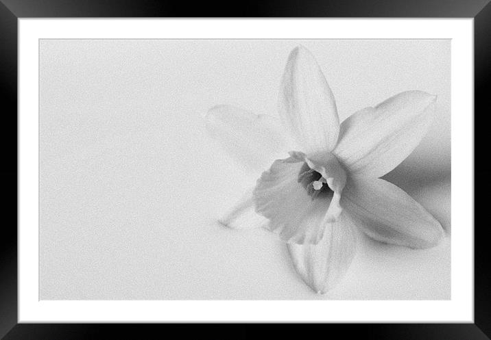 Black & White Daffodil Framed Mounted Print by Linda Somers