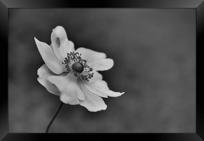 Black & White Delicate Flower Framed Print by Linda Somers