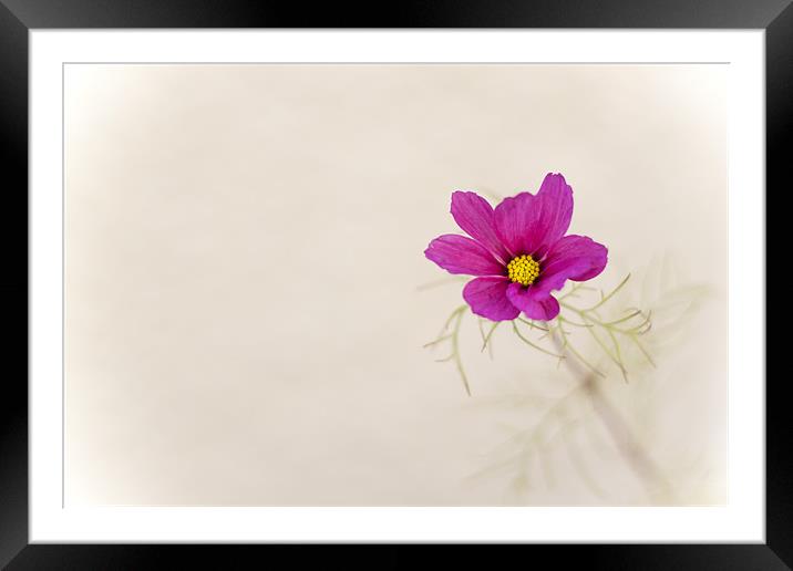 pink cornflower Framed Mounted Print by Linda Somers