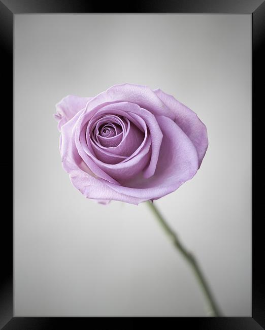 Pink Rose Framed Print by Linda Somers