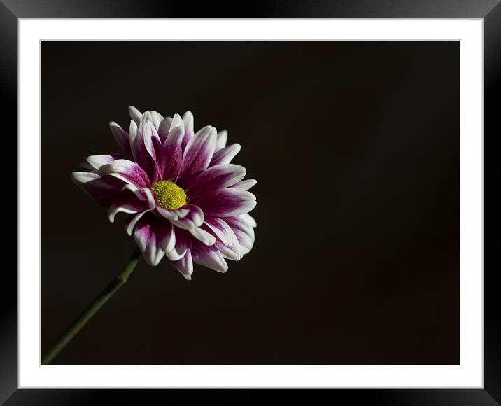 Light on Pink & White Flower Framed Mounted Print by Linda Somers
