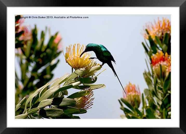 Hummingbird at Kirstenbosch CPT Framed Mounted Print by Chris Barker