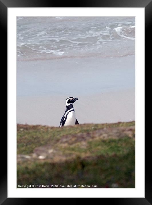 Lone Penguin Framed Mounted Print by Chris Barker