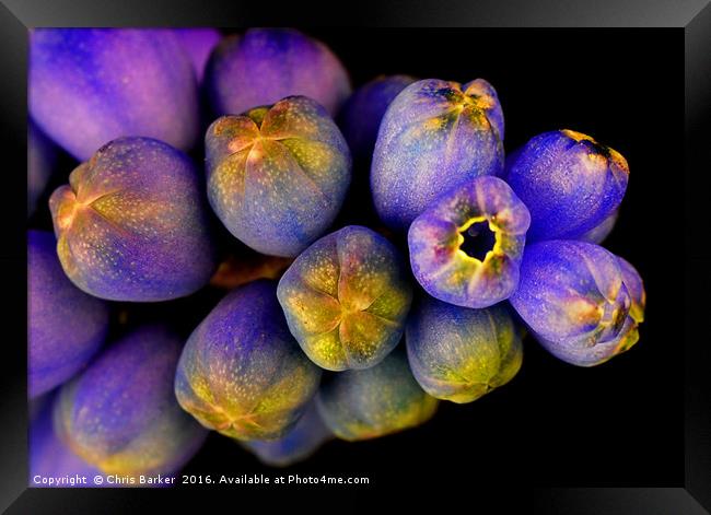 Macro of Grape Hyacinth, armeniacum muscari. Framed Print by Chris Barker