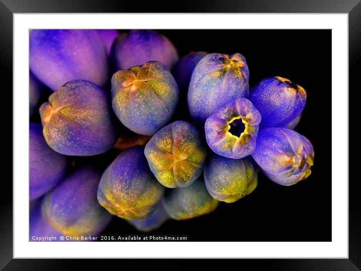 Macro of Grape Hyacinth, armeniacum muscari. Framed Mounted Print by Chris Barker