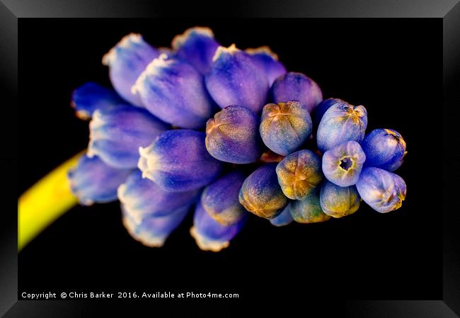 Grape Hyacinth,  armeniacum muscari. Framed Print by Chris Barker