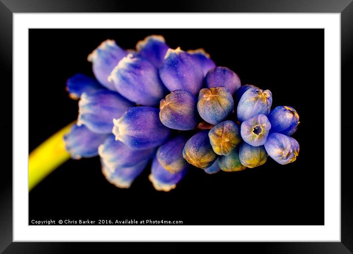 Grape Hyacinth,  armeniacum muscari. Framed Mounted Print by Chris Barker