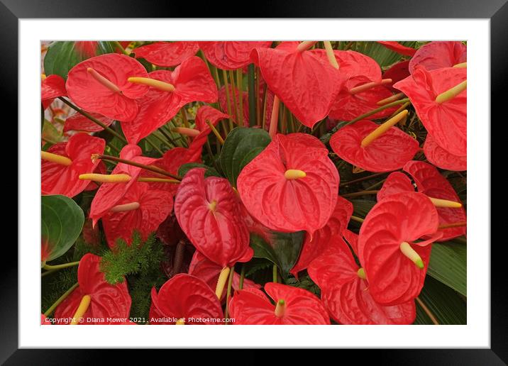 Red Anthurium Madeira Portugal  Framed Mounted Print by Diana Mower