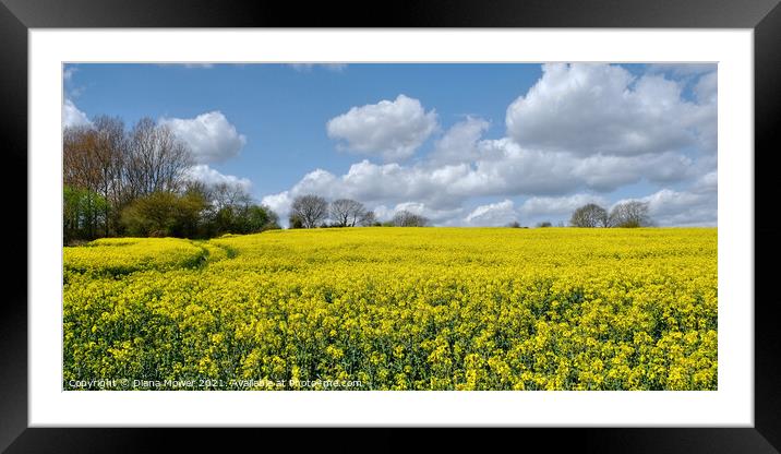 Oilseed Rape Crop  Framed Mounted Print by Diana Mower