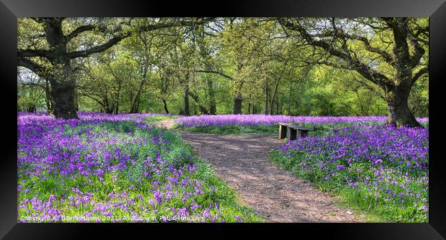  Bluebell Woods Panoramic view Framed Print by Diana Mower