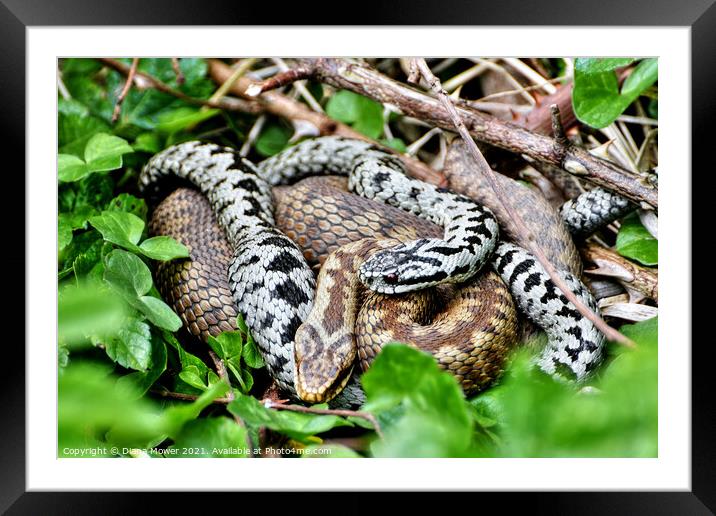 Pair of Adders Framed Mounted Print by Diana Mower