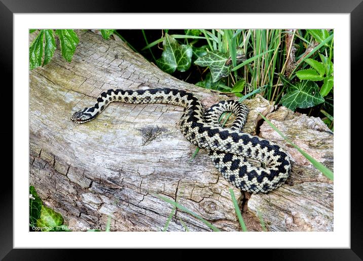 Male  Adder  Framed Mounted Print by Diana Mower