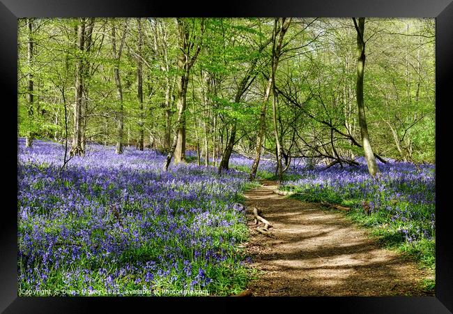 Essex Bluebell Wood England Framed Print by Diana Mower