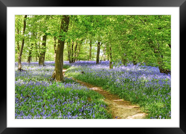 Springtime Bluebell Wood  Framed Mounted Print by Diana Mower