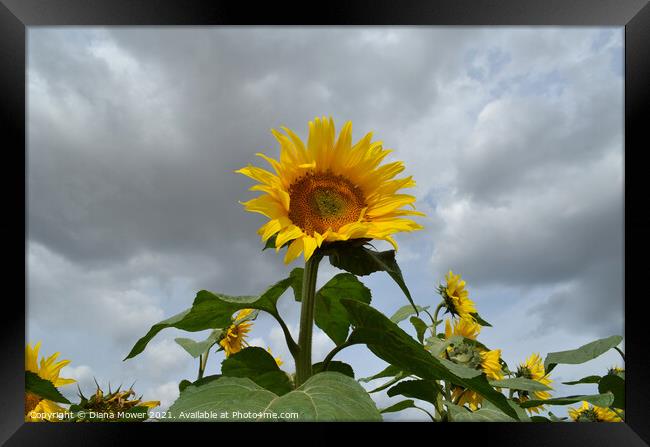 Sunflowers Framed Print by Diana Mower