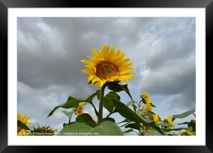 Sunflowers Framed Mounted Print by Diana Mower
