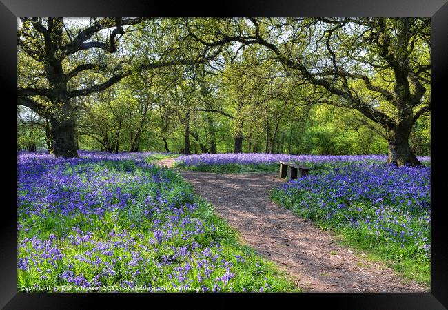 Bluebell Woods in  Ancient English Woodlands Framed Print by Diana Mower