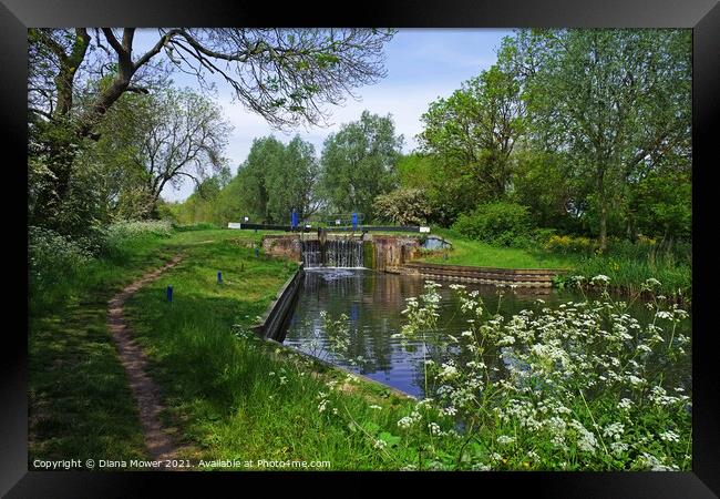 Rushes Lock and tow path Ulting Essex Framed Print by Diana Mower