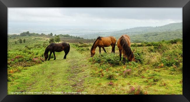 Quantock Hills Horses Somerset Panoramic Framed Print by Diana Mower