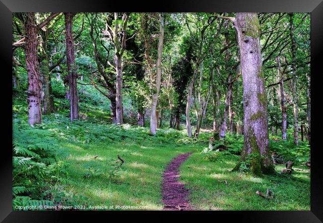 Quantock woodlands Somerset Framed Print by Diana Mower