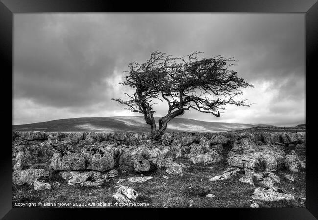 Twistleton Scar Tree Yorkshire Black and white Framed Print by Diana Mower
