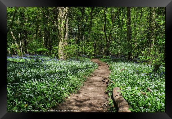 Wild Garlic woodland Pathway Framed Print by Diana Mower