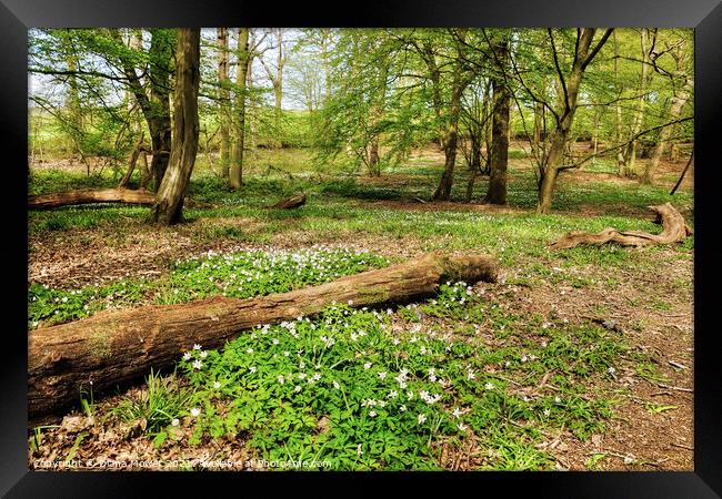 Wood Anemones Woodland Framed Print by Diana Mower