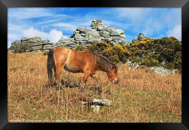 Dartmoor Pony  Framed Print by Diana Mower