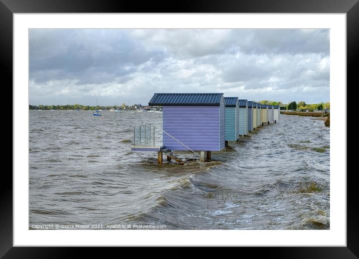 High tide at Osea View  Framed Mounted Print by Diana Mower