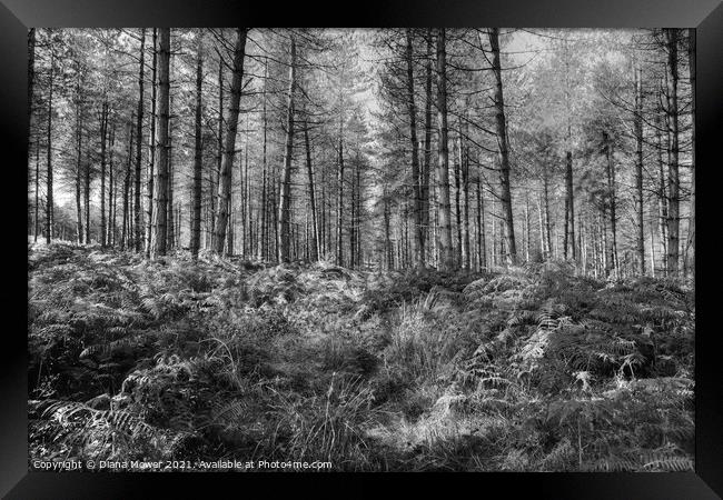 Cannock Chase Woods Monochrome  Framed Print by Diana Mower