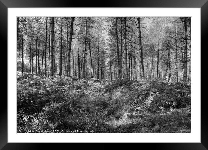 Cannock Chase Woods Monochrome  Framed Mounted Print by Diana Mower