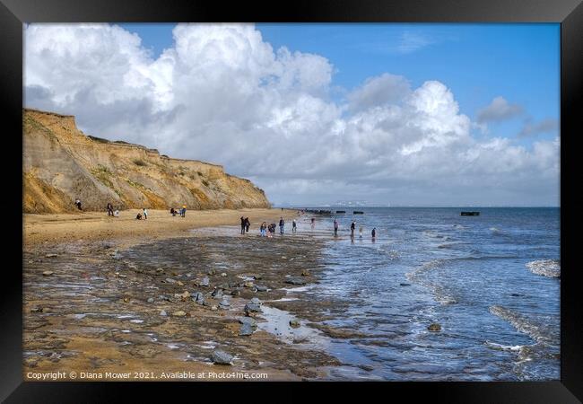 Fossil hunting at the Naze Framed Print by Diana Mower