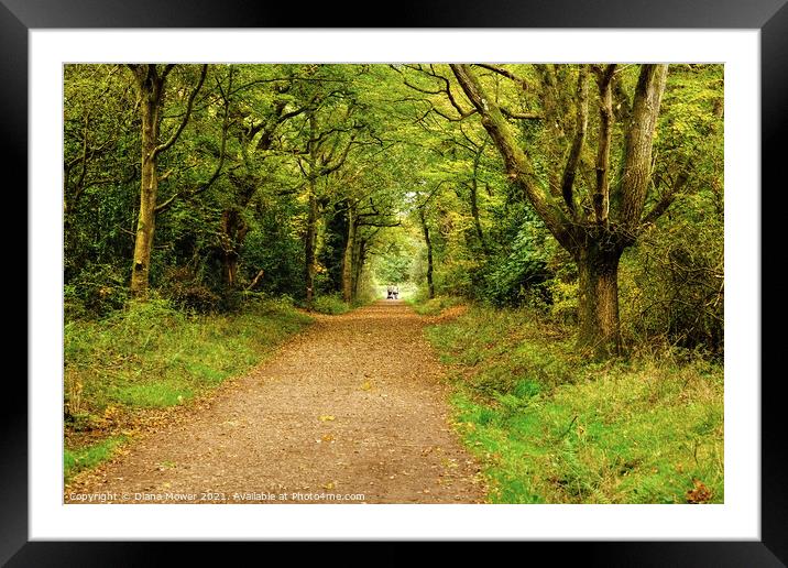 Epping Forest Springtime Framed Mounted Print by Diana Mower
