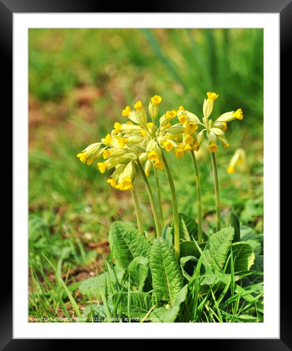 Wild Cowslip flowers Framed Mounted Print by Diana Mower
