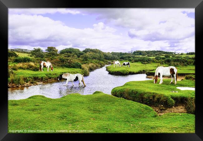 Bodmin Moor Ponies Framed Print by Diana Mower