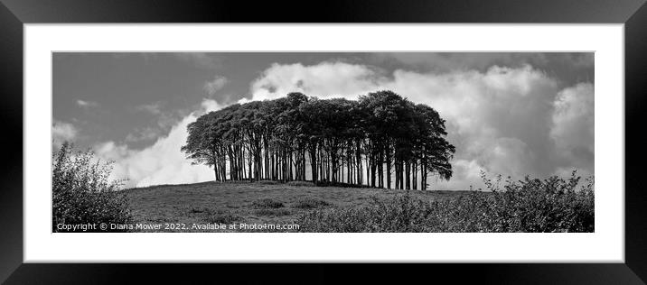 The Nearly Home Trees, coming home trees Panoramic Framed Mounted Print by Diana Mower