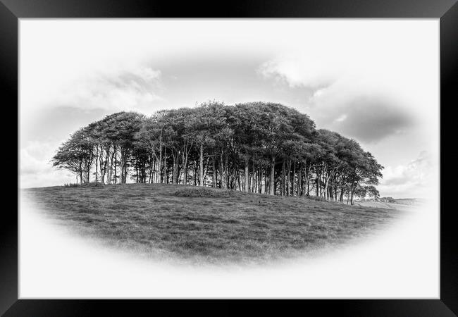 The Nearly Home trees monochrome Framed Print by Diana Mower
