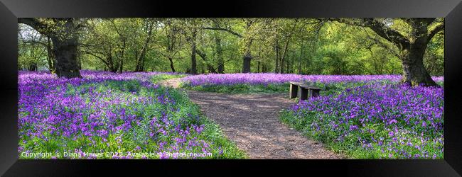  Bluebell Wood Wide Panoramic Framed Print by Diana Mower