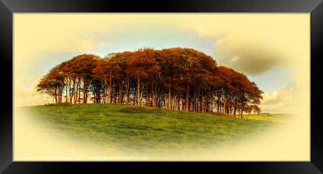   Nearly Home Trees  Golden Hour Framed Print by Diana Mower