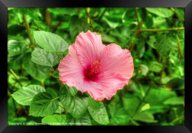 Pretty Pink Hibiscus  Framed Print by Diana Mower