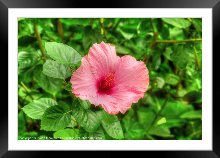 Pretty Pink Hibiscus  Framed Mounted Print by Diana Mower