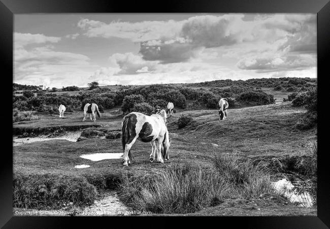 Bodmin Moor Ponies Monochrome Framed Print by Diana Mower