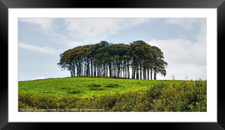 The Nearly Home Trees, coming home trees panoramic Framed Mounted Print by Diana Mower