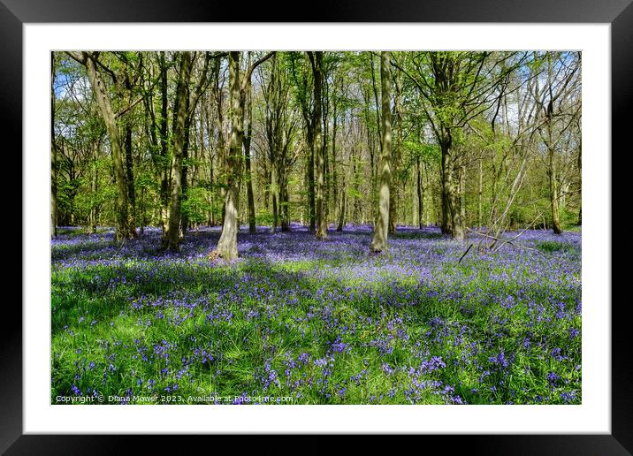 Bluebells in Ancient Woodlands Framed Mounted Print by Diana Mower